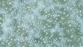 Celadon